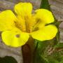 Musk Monkey Flower (Mimulus moschatus): A native Monkey Flower which lives in marsh or seep areas.